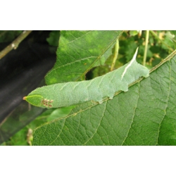 Eyed Hawk ocellata 10 larvae